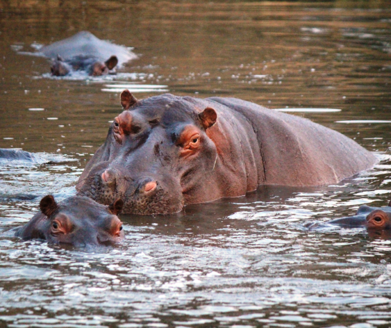 De lutilité de la personnalité juridique pour les animaux sauvages