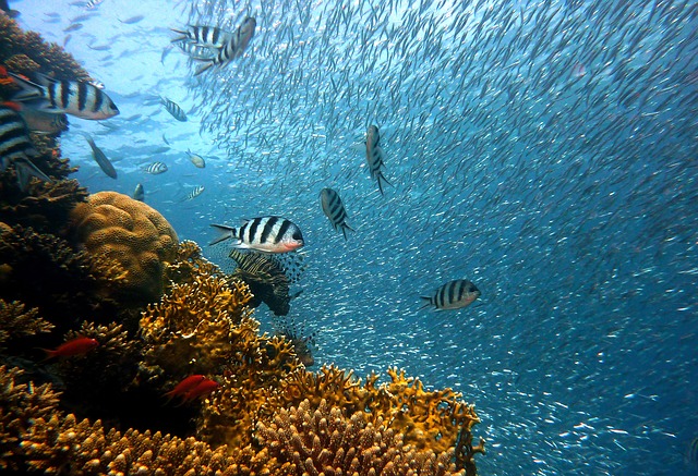 50 % des poissons d'aquarium seraient exposés au cyanure