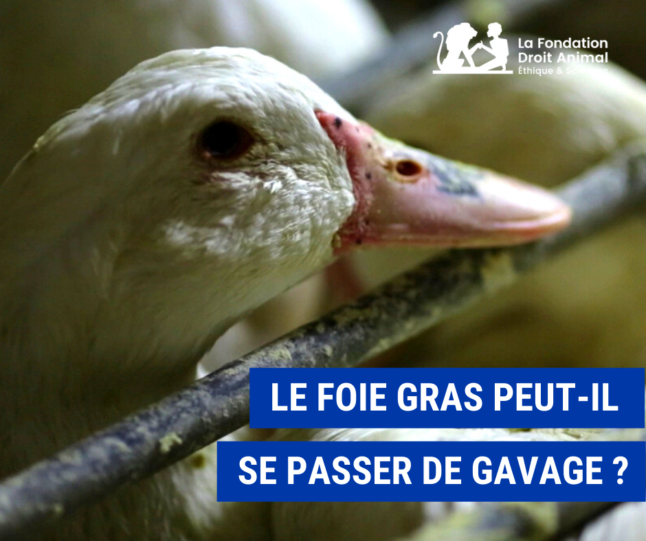 Bas-Rhin: une éleveuse d'oie propose un foie gras sans gavage