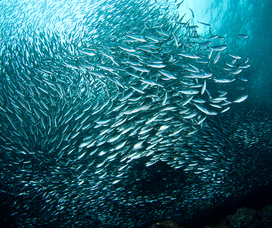 éloquence de la sardine