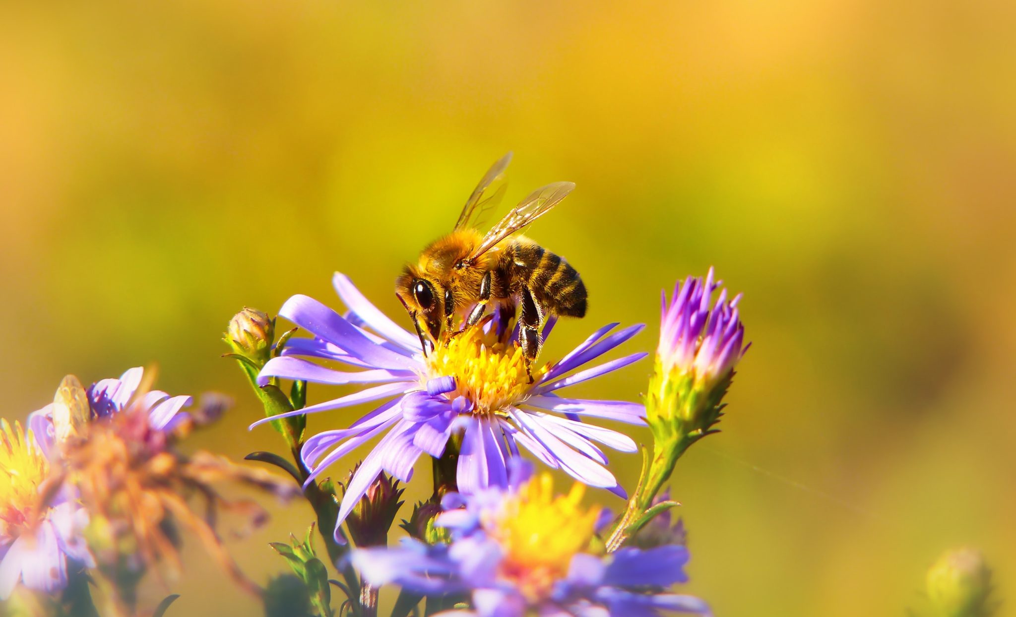 Services Écosystémiques : La Pollinisation   Nature En Ville À Cergy