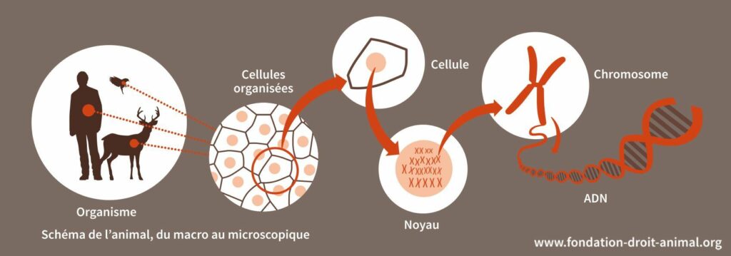 Schéma de l'animal, du macro au microscopique