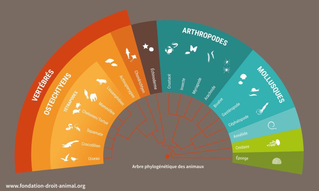 Arbre phylogénétique des animaux