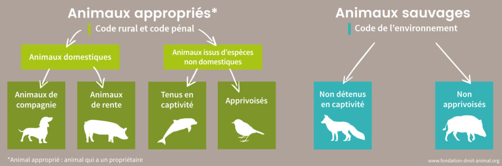 Les catégories juridiques de l'animal