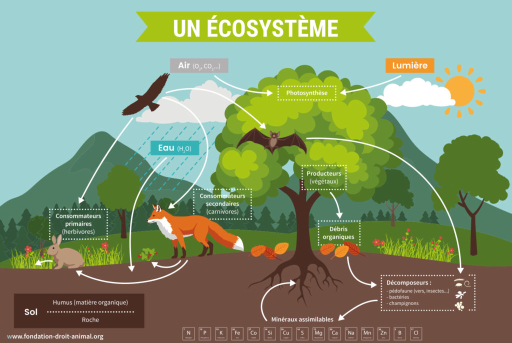 Un écosystème