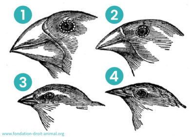 Spéciation : pinsons de Darwin