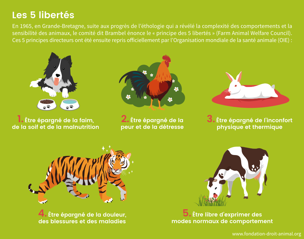 Les 5 libertés de l'animal