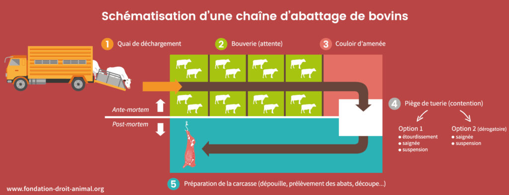 Schématisation d'une chaîne d'abattage de bovins